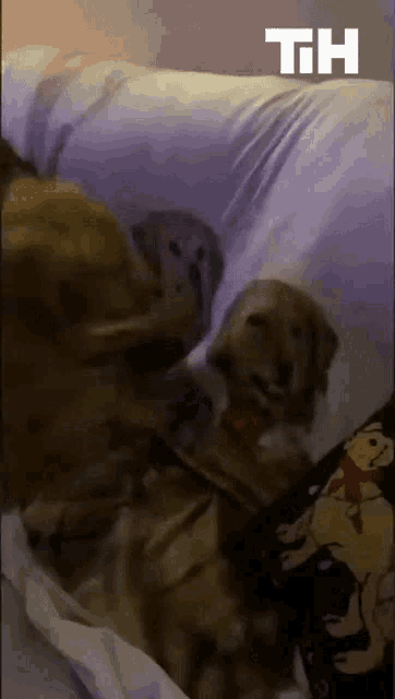 two dogs are laying on a bed with the letters th visible