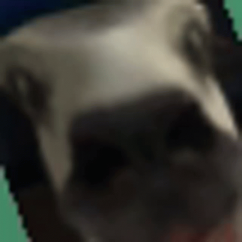 Doggo Look GIF - Doggo Look GIFs