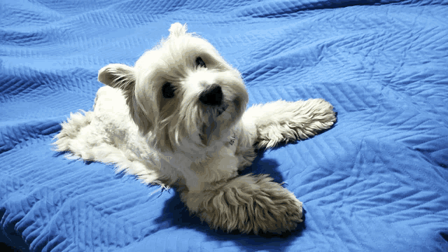 a white dog laying on a blue blanket