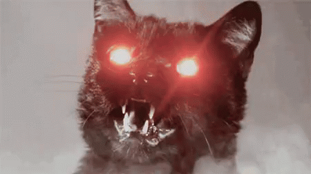 Black Cat Hiss GIF - Black Cat Hiss Angry GIFs
