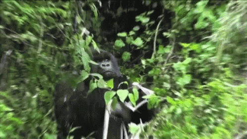 a gorilla is standing in a lush green forest holding a leaf