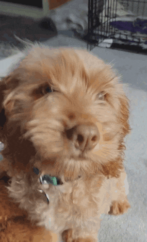 a small brown dog with a blue collar and a name tag