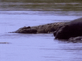 a bear and a crocodile are swimming in the water .