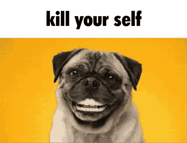 a pug dog is smiling in front of a yellow background with the words kill your self below it
