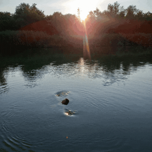 a person is swimming in a body of water with the sun shining through the trees