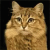 Cat Morph GIF - Cat Morph Tiger GIFs
