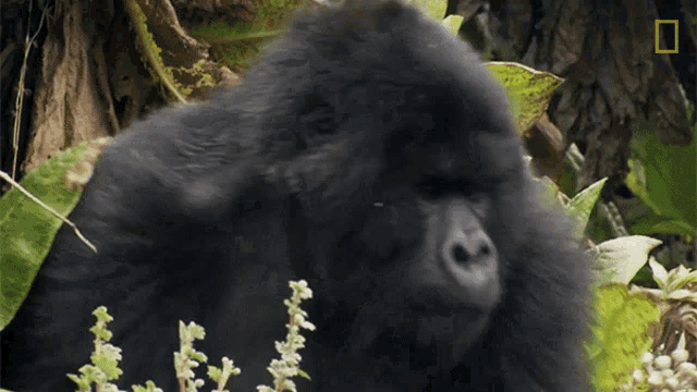 a gorilla with a national geographic logo in the corner