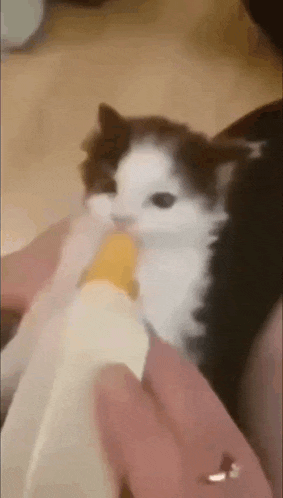 a brown and white kitten is being fed from a bottle by a person .