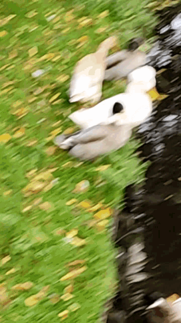 Afro Duck Swimming GIF - Afro Duck Swimming Water GIFs