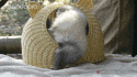 a cat is sitting in a cat house on a bed .