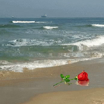 Amore Roses GIF - Amore Roses GIFs