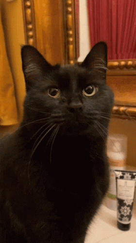 Kunt Black Kunt GIF - Kunt Black Kunt Black Cat Called Kunt GIFs