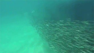Diving With Anchovy GIF - Diving Anchovy Fishes GIFs
