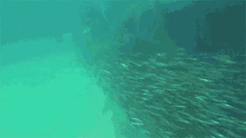 a person is swimming in the ocean with a scuba mask on .