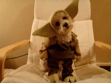 Yodapup Is Perplexed By Your Actions GIF - Dogs Animals Starwars GIFs