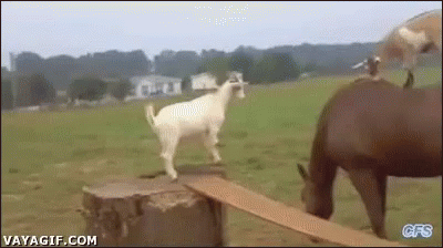 Funny Animals Cool GIF - Funny Animals Cool Goat GIFs