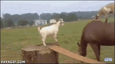 a goat standing on top of a stump next to a horse .