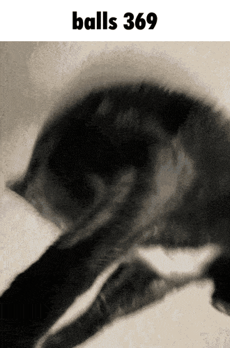 a black and white photo of a cat with the words balls 369 below it