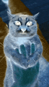Tole Tole Cat GIF - Tole Tole Cat GIFs