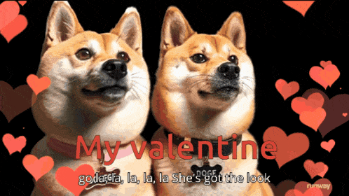 a picture of two dogs with the words " my valentine " on the bottom