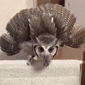 Owl Angry GIF - Owl Angry Mad GIFs