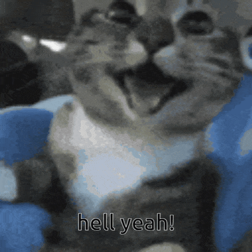 a close up of a cat with the words hell yeah on the bottom