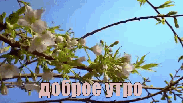 a tree branch with white flowers and green leaves against a blue sky with the words доброе утро above it