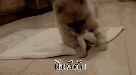 a small brown dog is playing with a piece of paper on the floor .