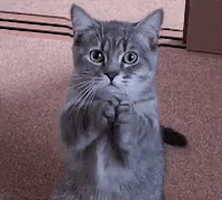 Cat Silly GIF - Cat Silly Beg GIFs