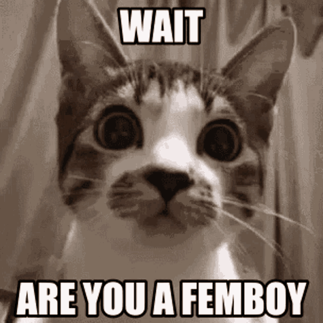 Femboy Cringe GIF - Femboy Cringe Cat GIFs
