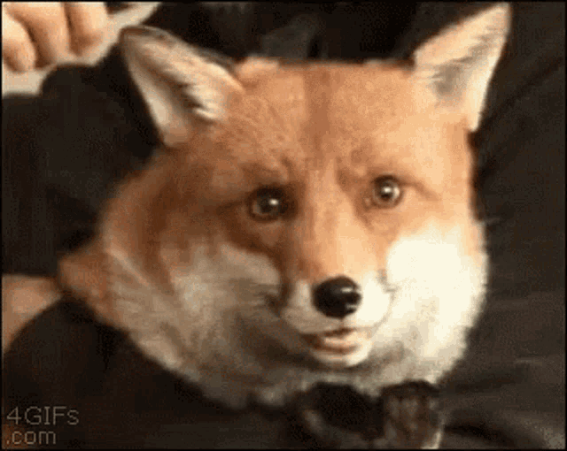 Fox Comb GIF - Fox Comb Grooming GIFs