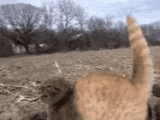 a cat is walking in a field with trees in the background