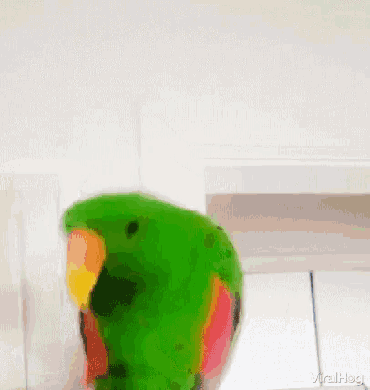 a green parrot with a red and yellow beak is standing on a white surface .