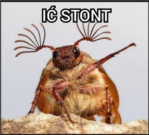 Ic Stont GIF - Ic Stont GIFs