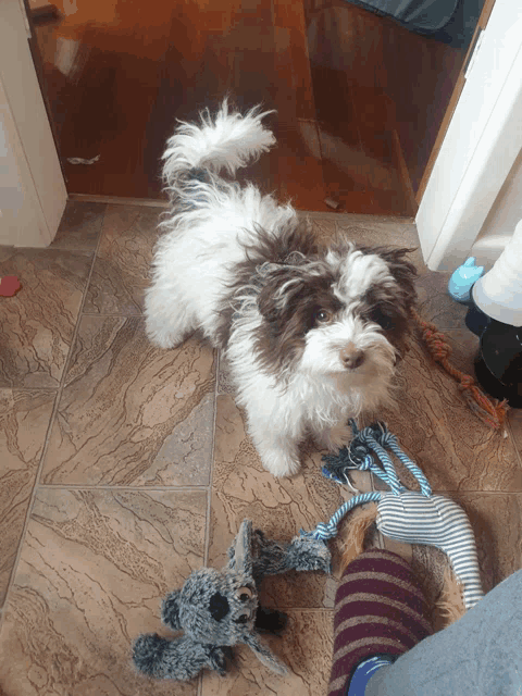 a brown and white dog is standing on a tiled floor next to a stuffed animal