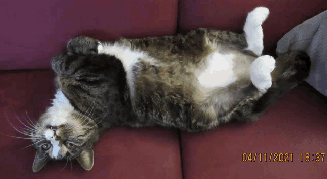 a cat is laying on its back on a red couch with the date 04/11/2021 16:37