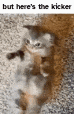 But Heres The Kicker Kitty GIF - But Heres The Kicker Kitty Catcore GIFs
