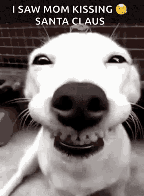 Dog Smile GIF - Dog Smile Pet GIFs
