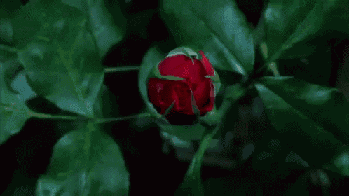 Red Rose GIF - Flower Rose Bloom GIFs
