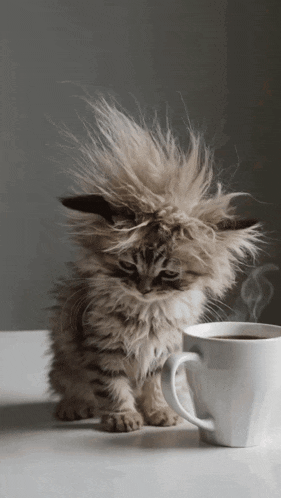 a fluffy kitten sitting next to a cup of coffee on a table