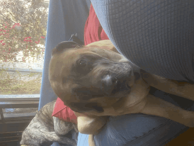 a dog is laying on a person 's lap and looking out the window