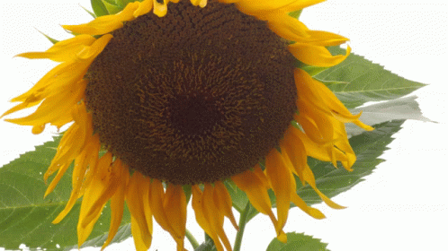 Sunflower Sunshine N Country GIF - Sunflower Sunshine N Country Flower GIFs