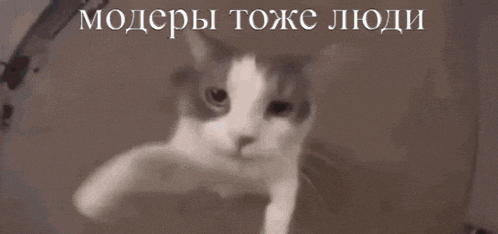 a cat is looking at the camera with a caption in a foreign language behind it