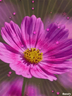 Purple Flower GIF - Purple Flower Stars GIFs