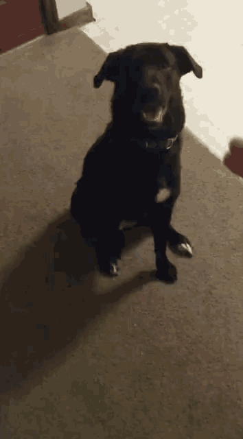 Funny Animas Dog GIF - Funny Animas Dog Labrador GIFs