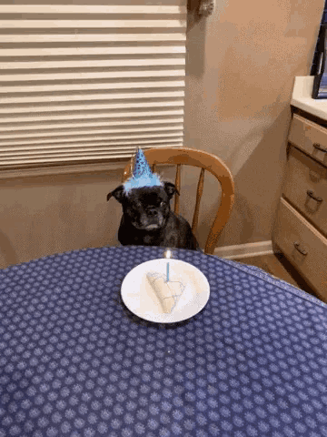 a small dog wearing a party hat sits at a table
