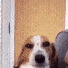 a close up of a brown and white dog looking at the camera .