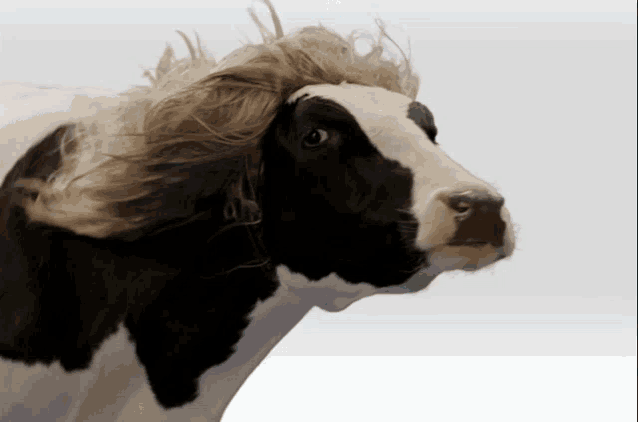 Spaghetti Agency Send The Cow GIF - Spaghetti Agency Send The Cow Windy GIFs