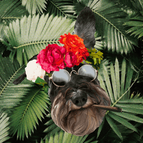 a dog wearing sunglasses and a wreath of flowers on its head