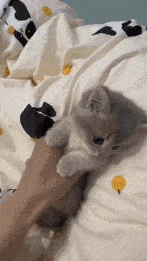 a person is petting a small kitten on a bed with a cow blanket